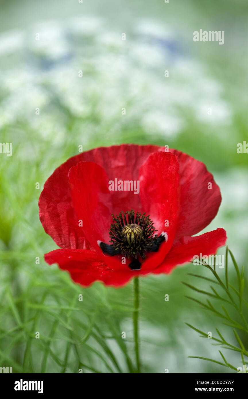 Papaver rhoeas poppy in Ammi majus, Bishops weed Stock Photo