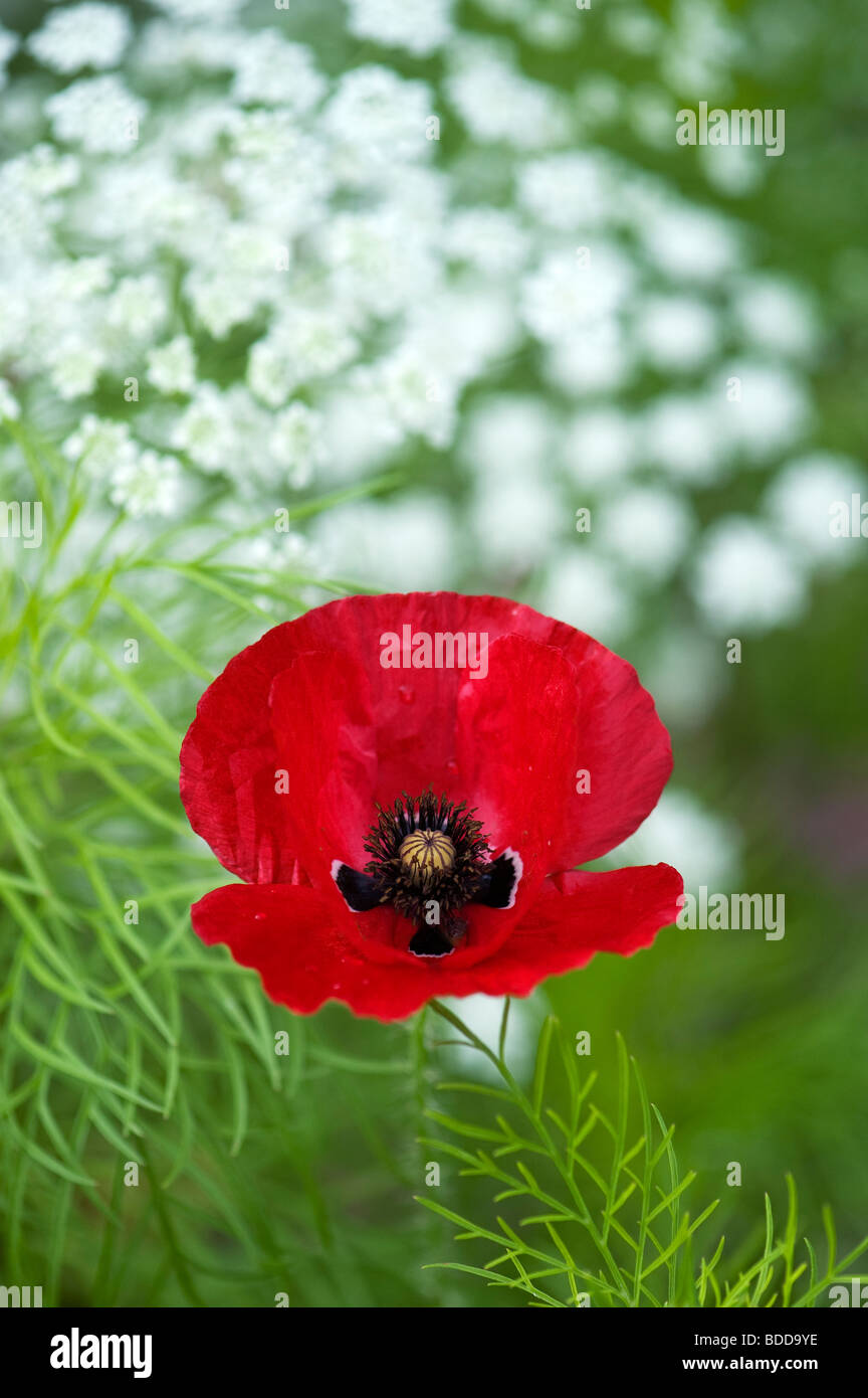 Papaver rhoeas poppy in Ammi majus, Bishops weed Stock Photo