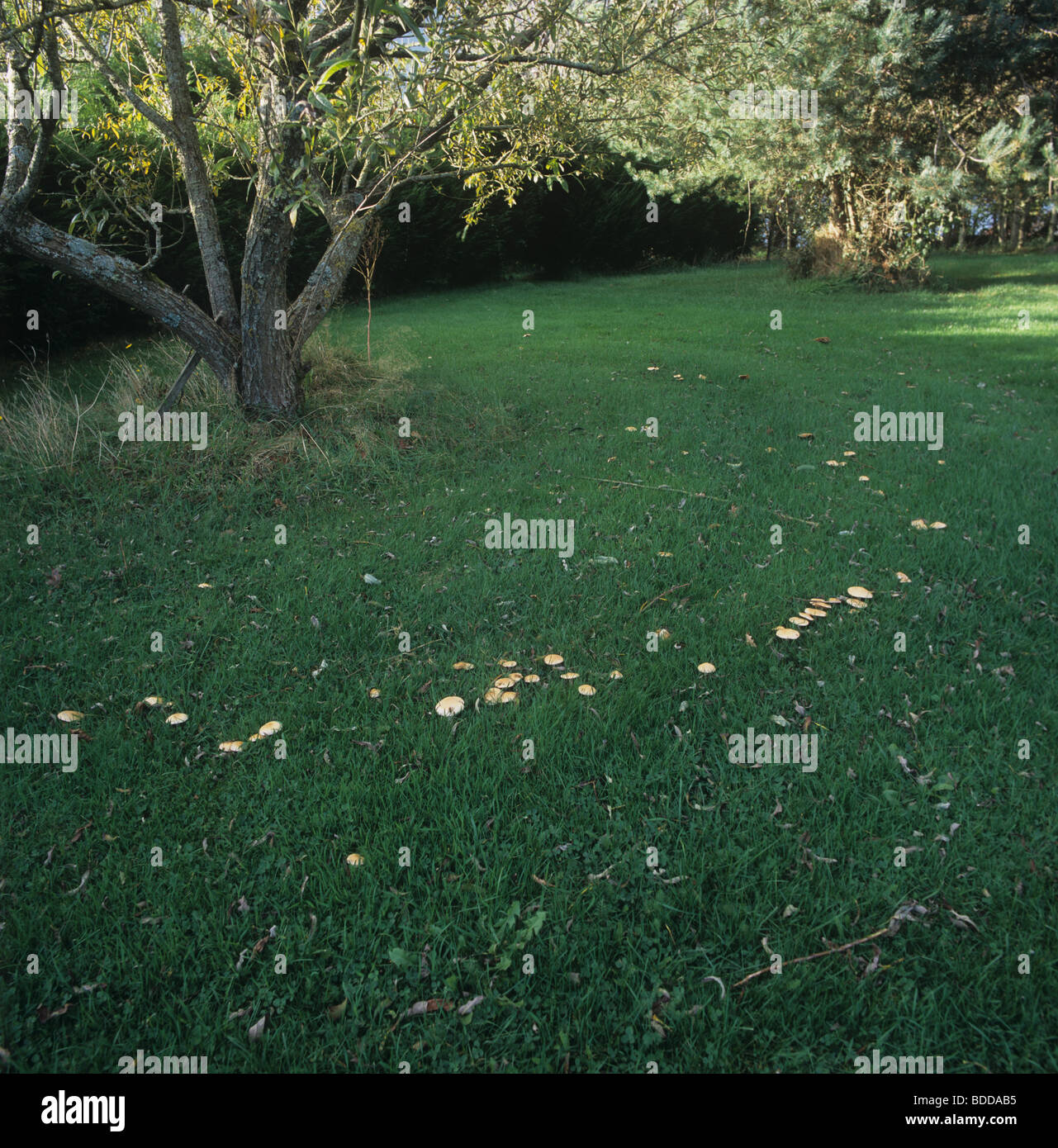 Fairy ring champignon fruiting bodies (Marasmius oreades) in a lawn around established willow tree Stock Photo