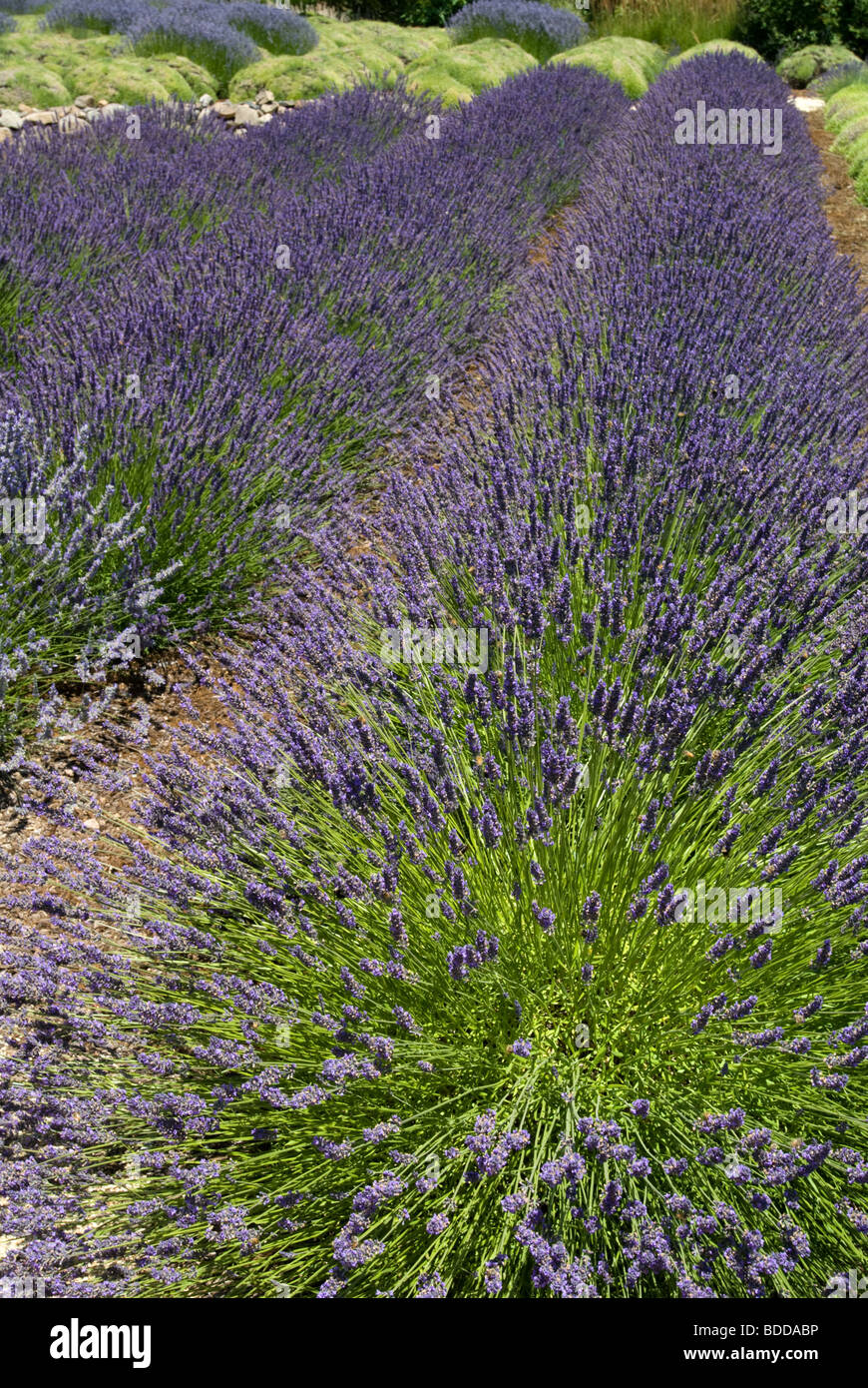 Lavender fields Sonoma, California Stock Photo Alamy