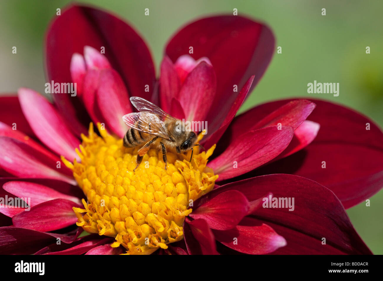 Honey bee on flower Stock Photo
