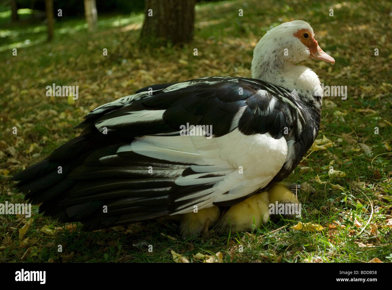 Muscovy ducklings keeping warm under mum, Arcanhac, France. Stock Photo
