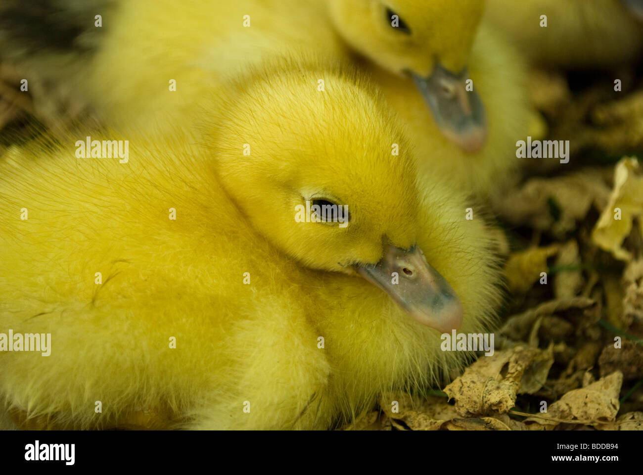 Muscovy ducklings, Arcanhac, France. Stock Photo