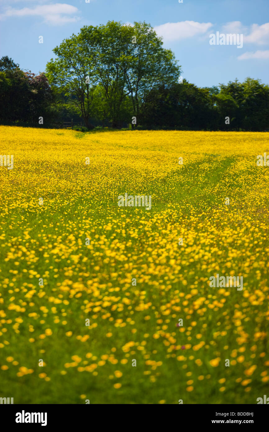 Field of Yellow Daisies Ludlow Shropshire England Stock Photo Alamy