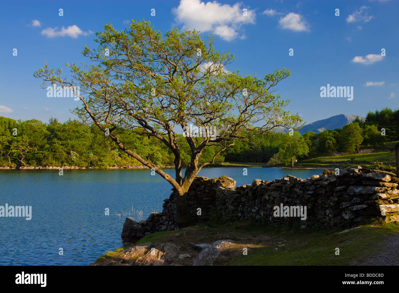 Llyn Cynwch Dolgellau Gwynedd Wales Stock Photo