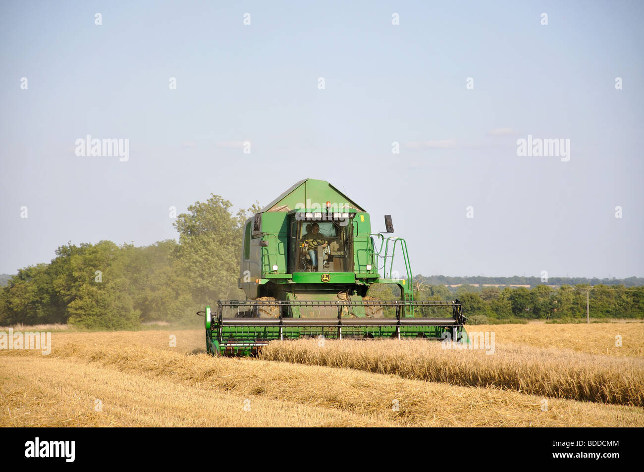 Wheat harvesting near Saffron Walden, Essex, England, United Kingdom Stock Photo