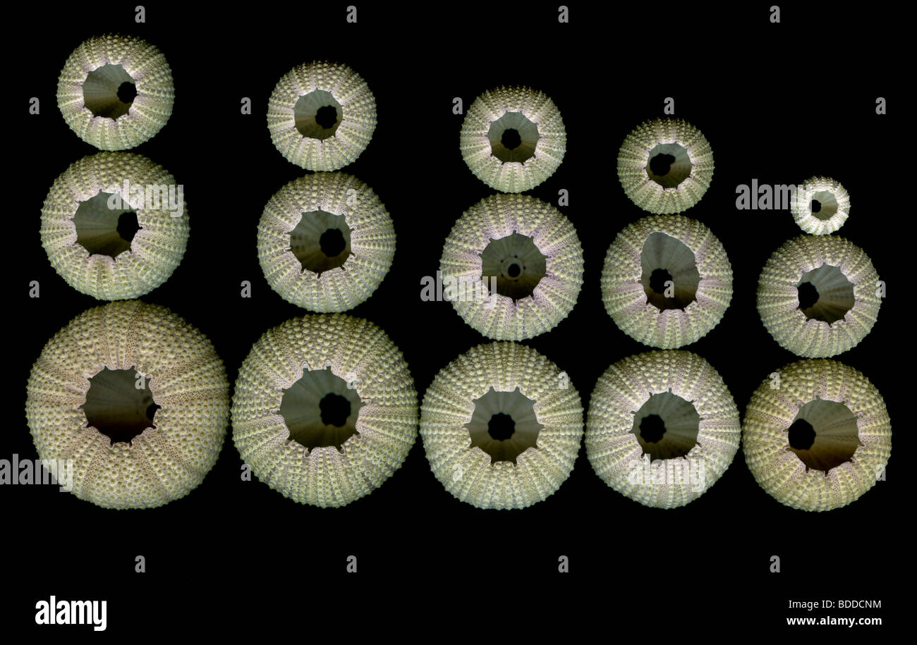 Green Sea Urchin (Lytechinus semituberculatus) skeletons collection of different sizes Stock Photo