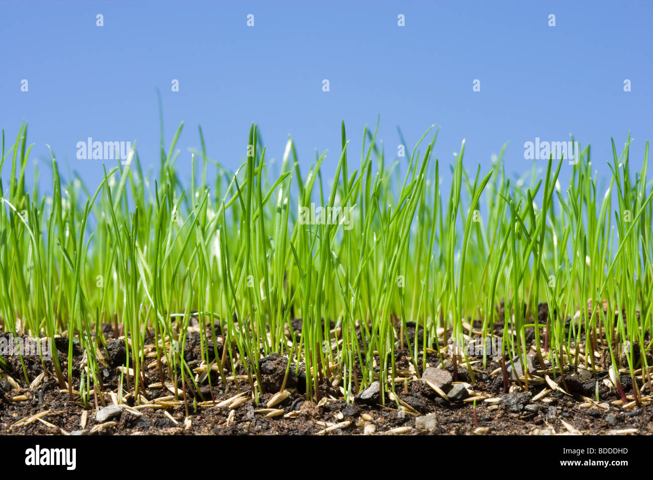 Grass seed germinating to make lawn Stock Photo Alamy
