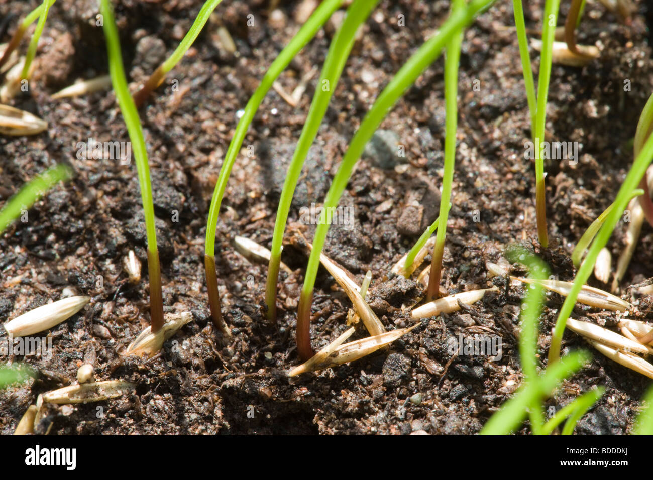 Grass germinating Stock Photo