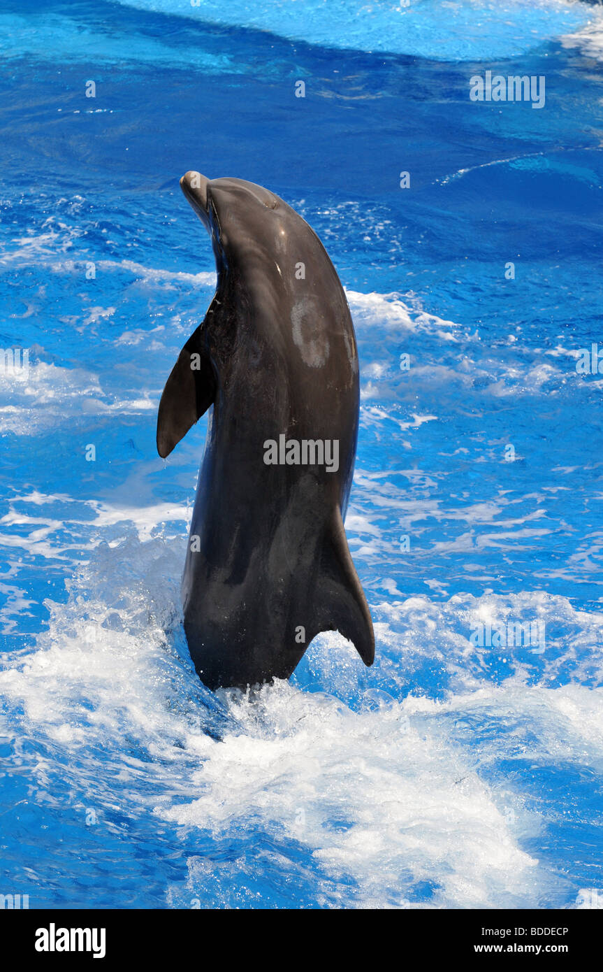 Dolphin jumping out of the water Stock Photo