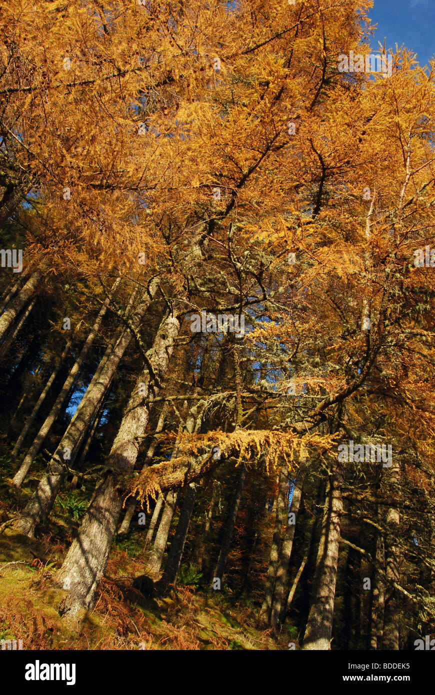 Forest of Larch trees in full Autumn colour, Kilchrenan, Loch Awe, Argyll, Scotland, UK. Stock Photo