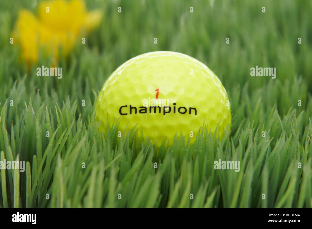 golf ball in a meadow with flower Stock Photo