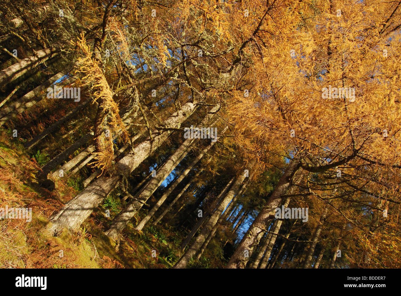 Forest of Larch trees in full Autumn colour, Kilchrenan, Loch Awe, Argyll, Scotland, UK. Stock Photo