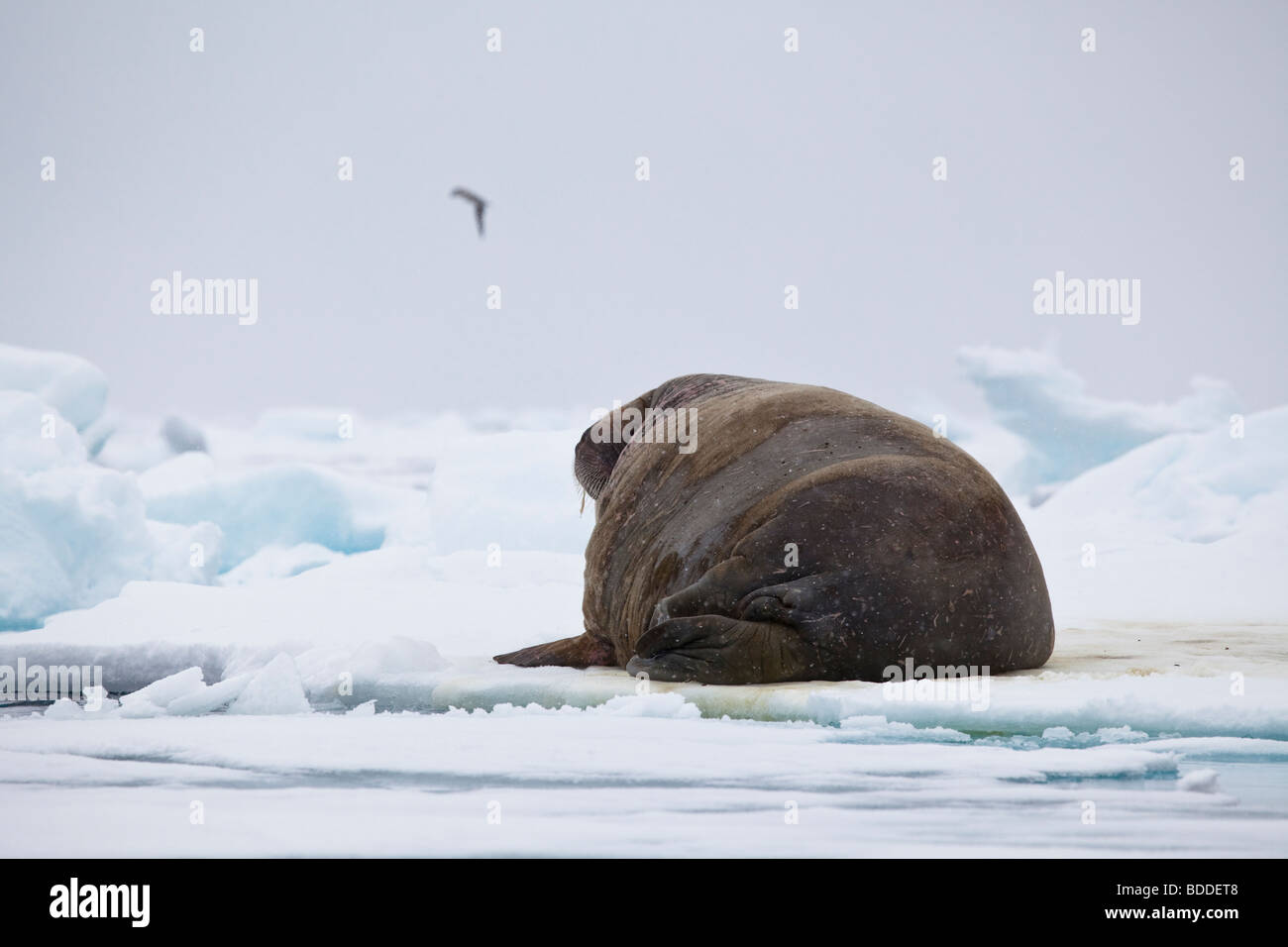 One wild Atlantic Walrus on the pack ice in Svalbard Stock Photo