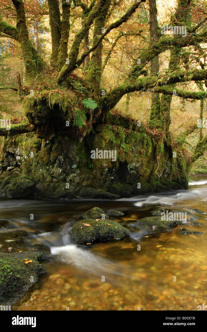 Woodland stream beneath a canopy of Oak trees in Autumn, Falls of Avich, Kilchrenan, Loch Awe, Argyll, Scotland. UK. Stock Photo
