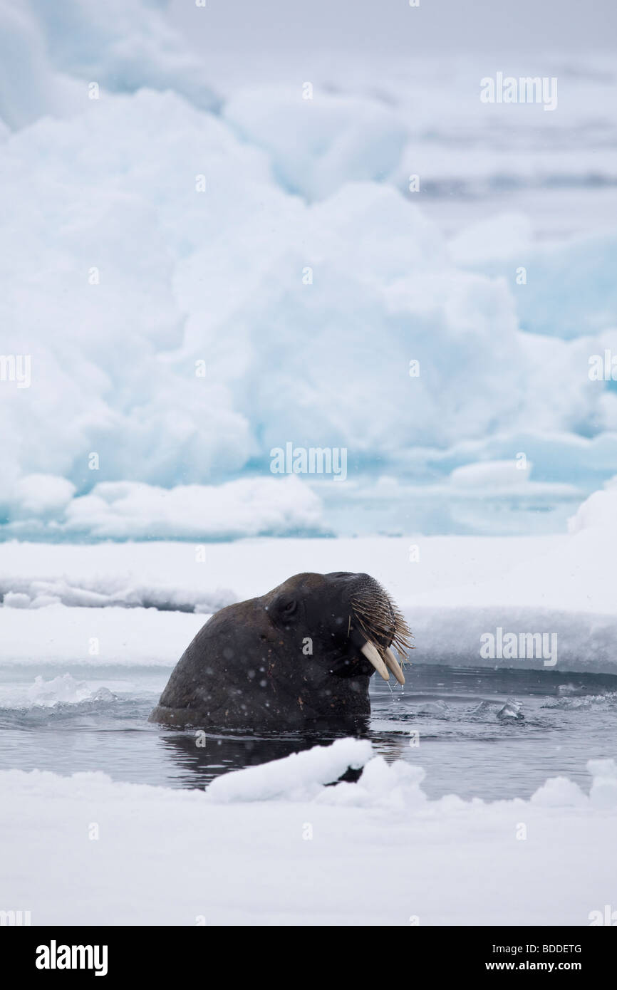 One wild Atlantic Walrus among the pack ice in Svalbard Stock Photo