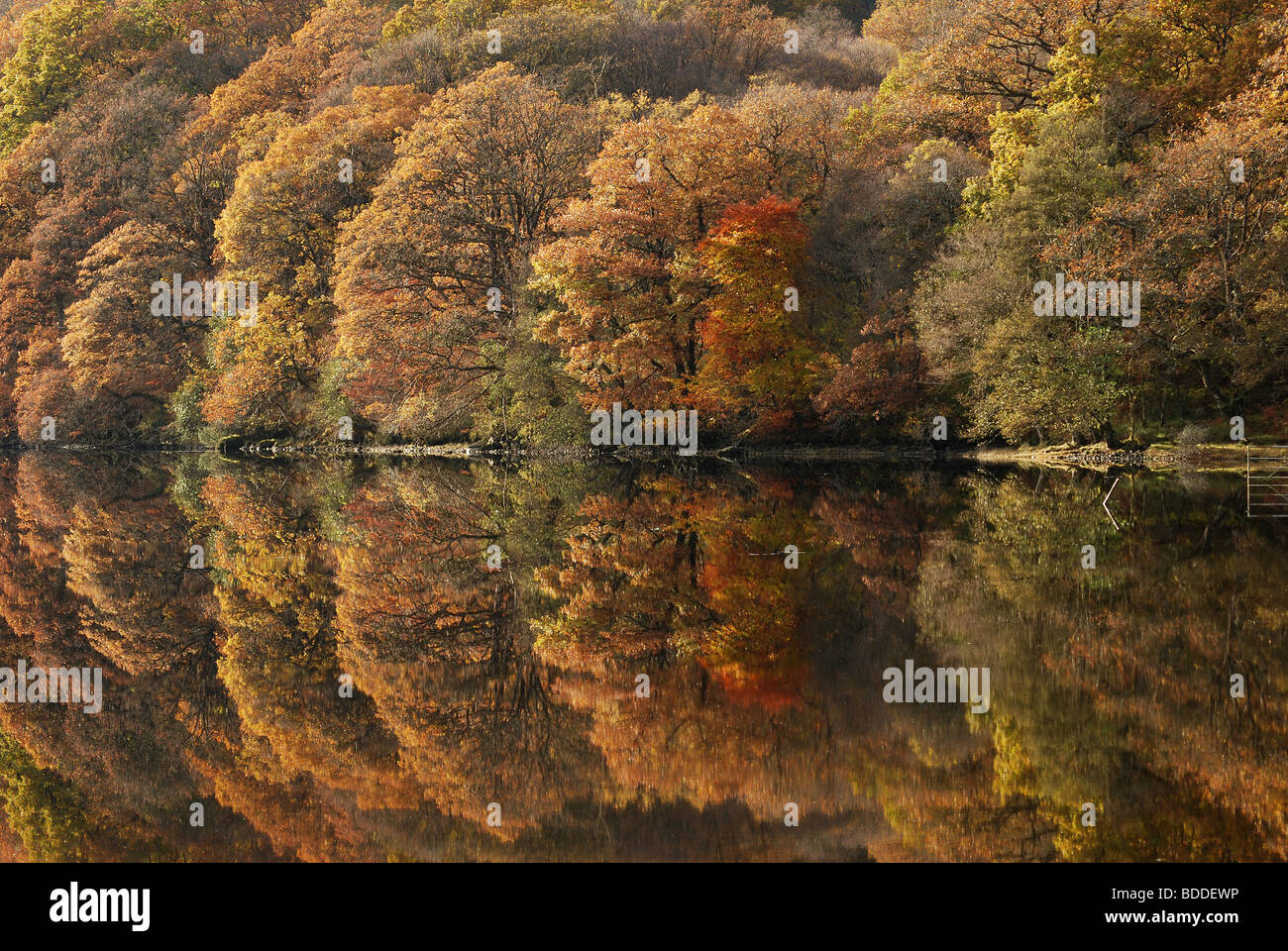 Autumn colour reflected in the still waters of Loch Avich, Kilchrenan, Argyll, Scotland, UK. Stock Photo