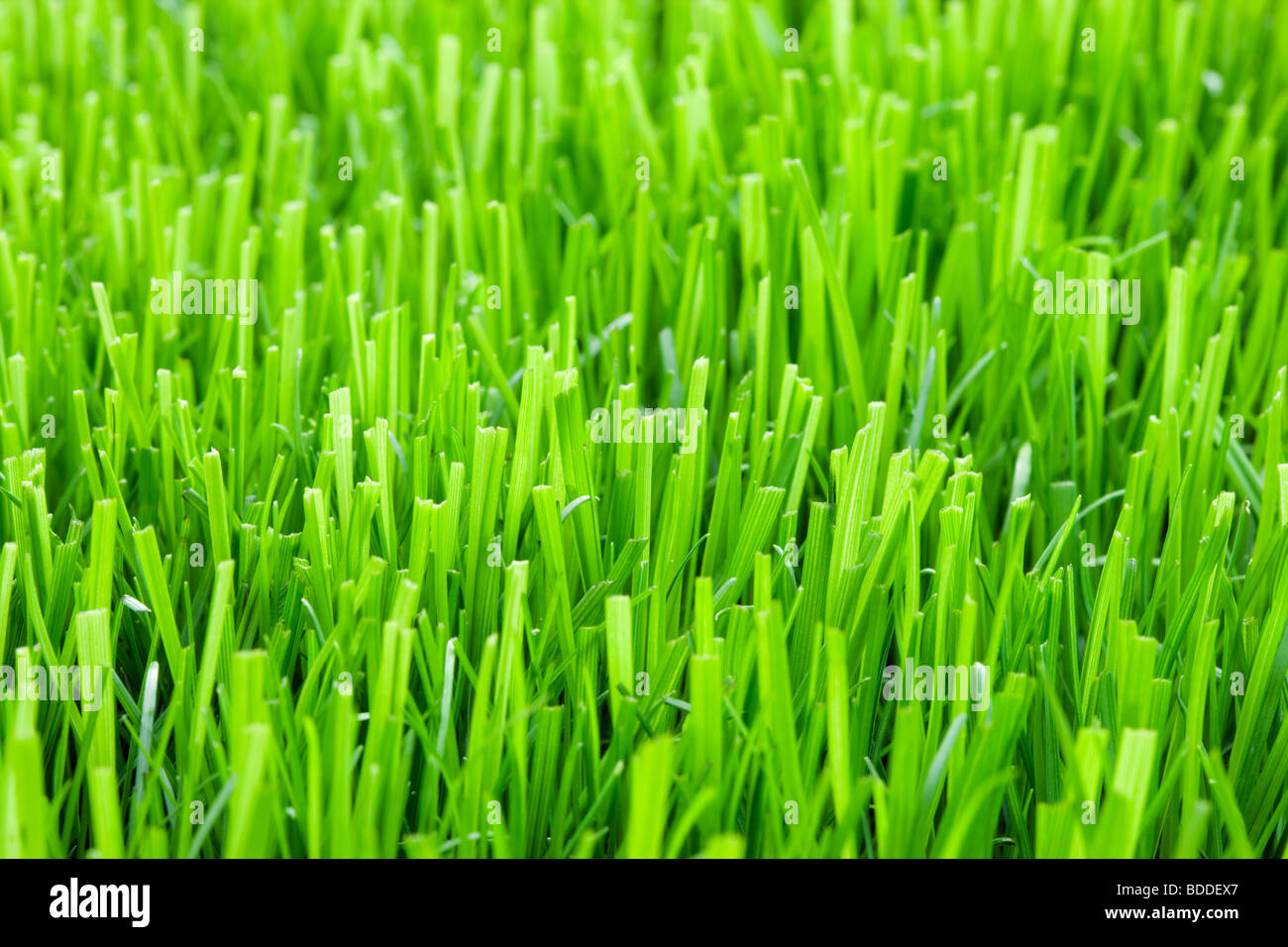 Lawn grass Stock Photo