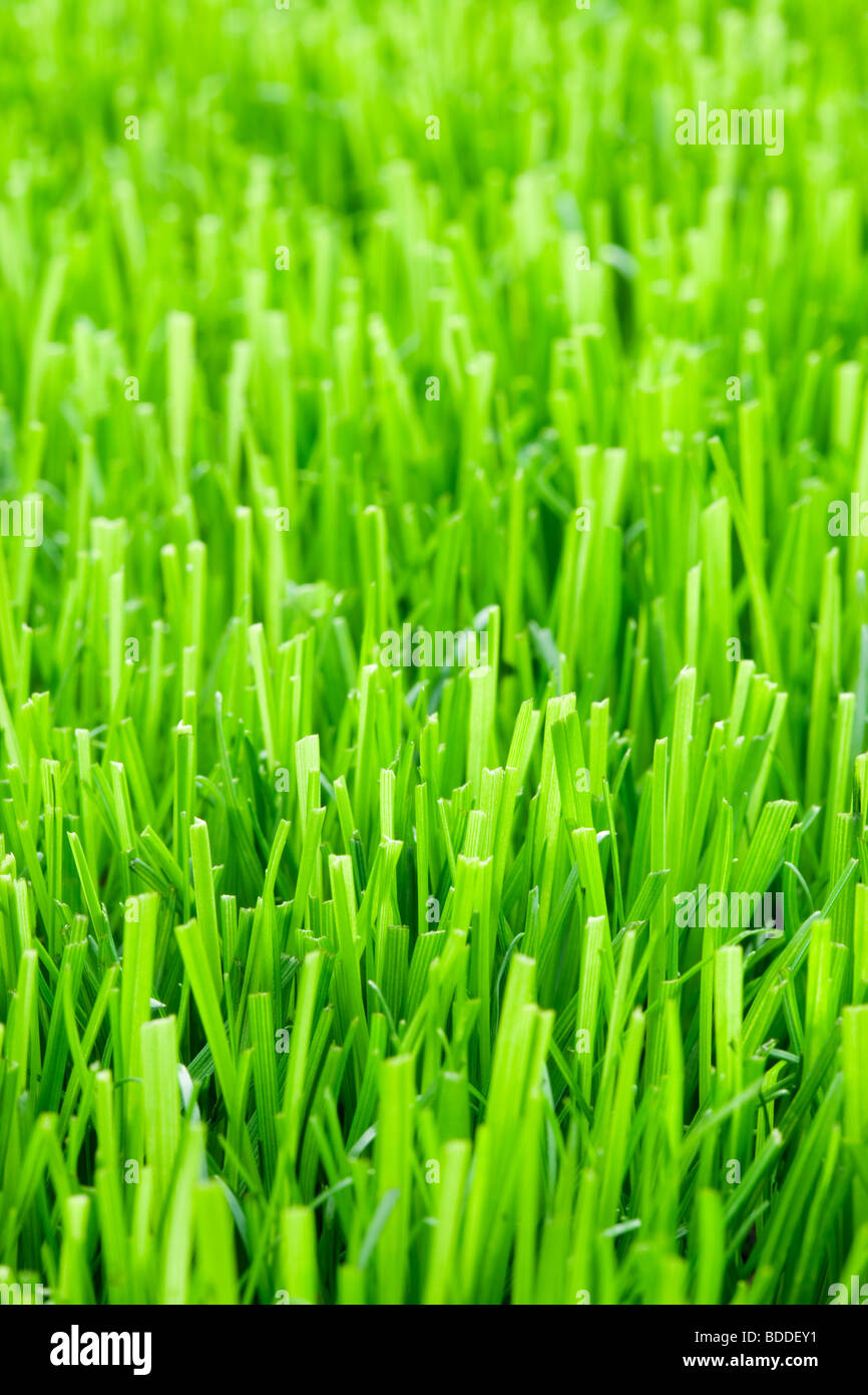 Lawn grass Stock Photo