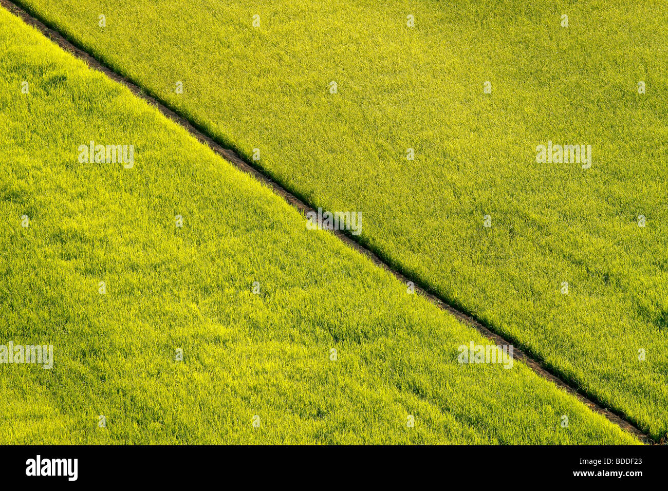 Rice fields in Segura river, Calasparra. Murcia. Spain Stock Photo