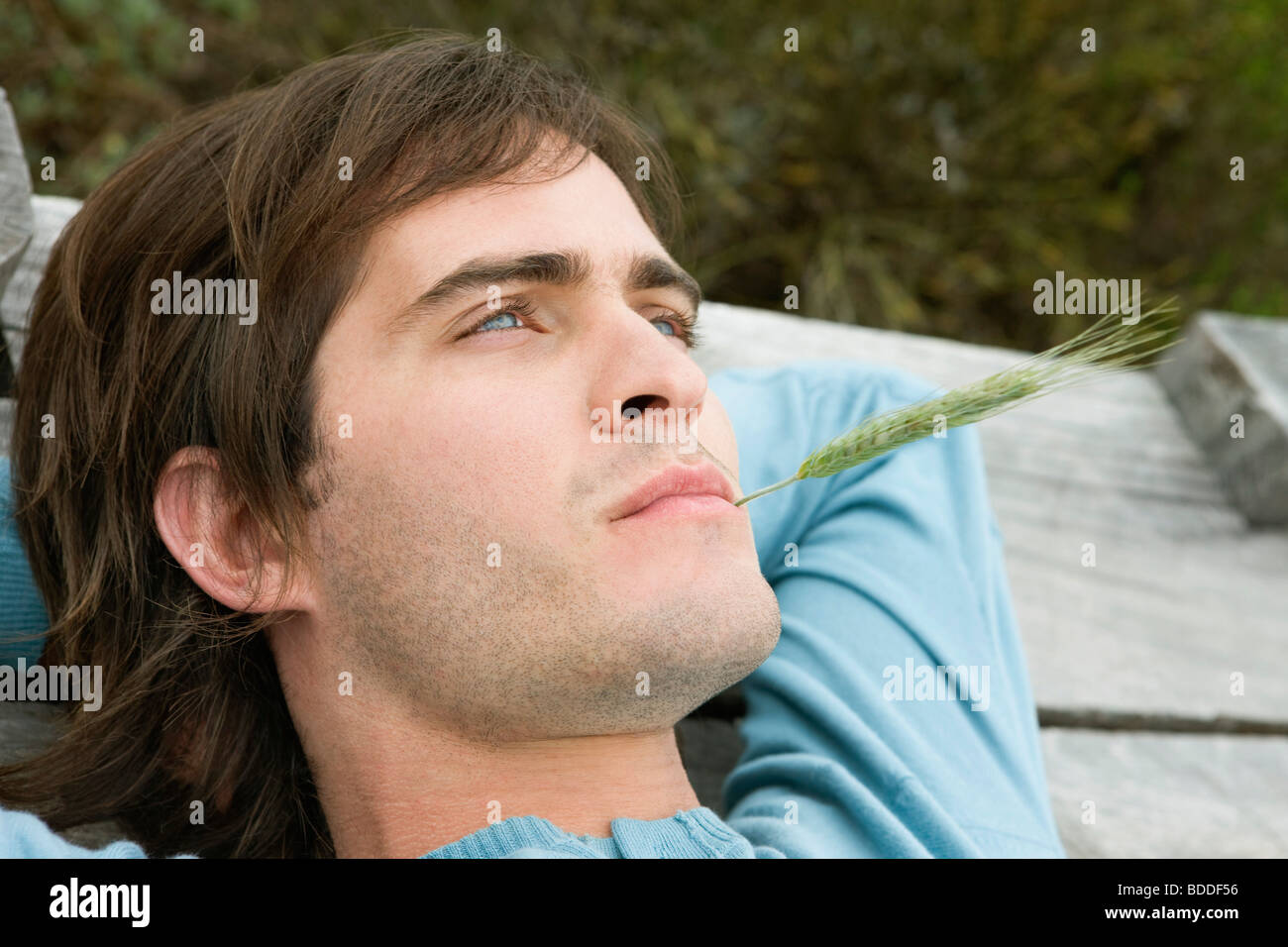 Man with a stalk of wheat in his mouth Stock Photo Alamy