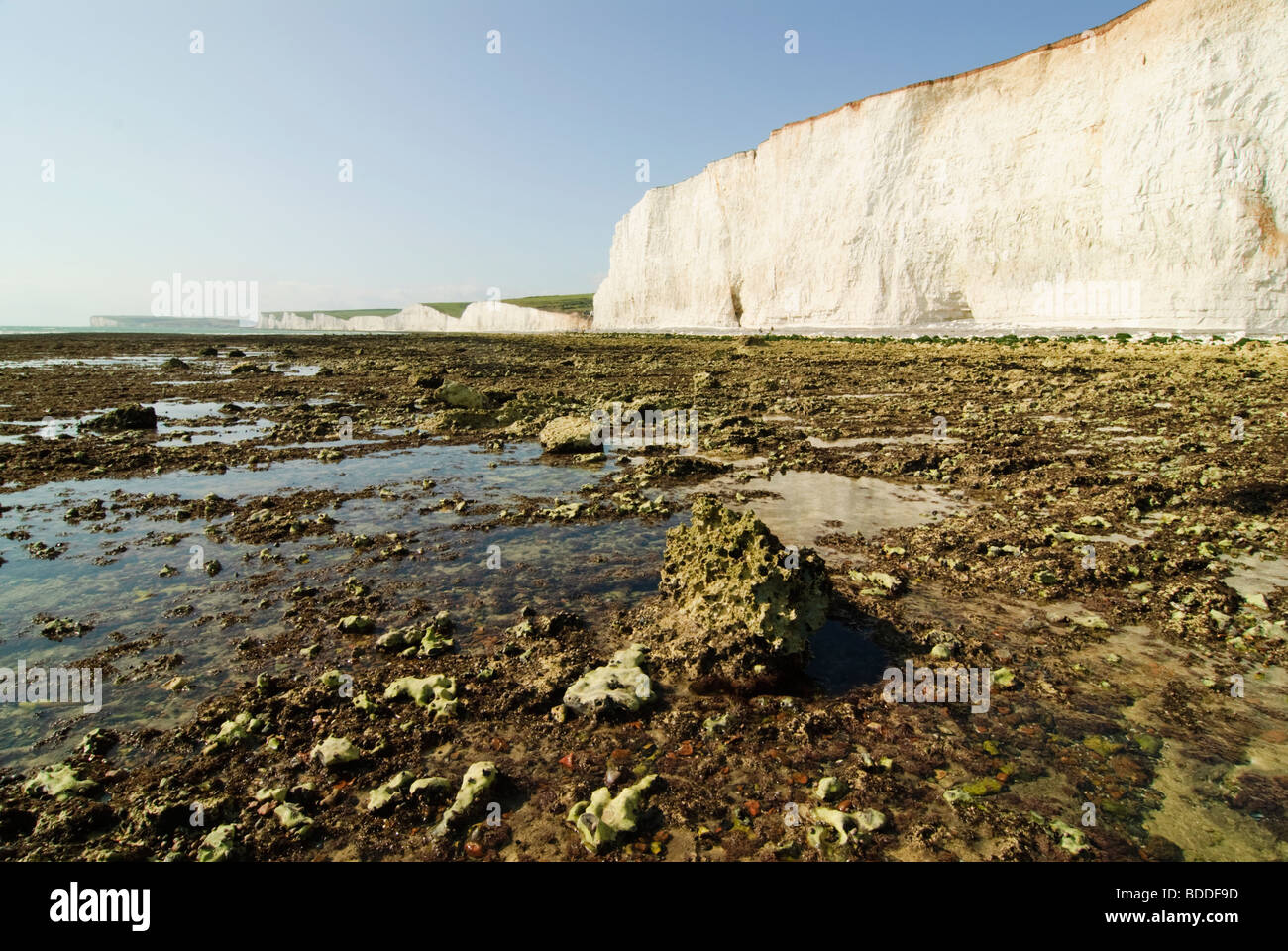A rocky beach at Eastbourne in England with vertical white chalk cliffs rising into a blue sky behind Stock Photo