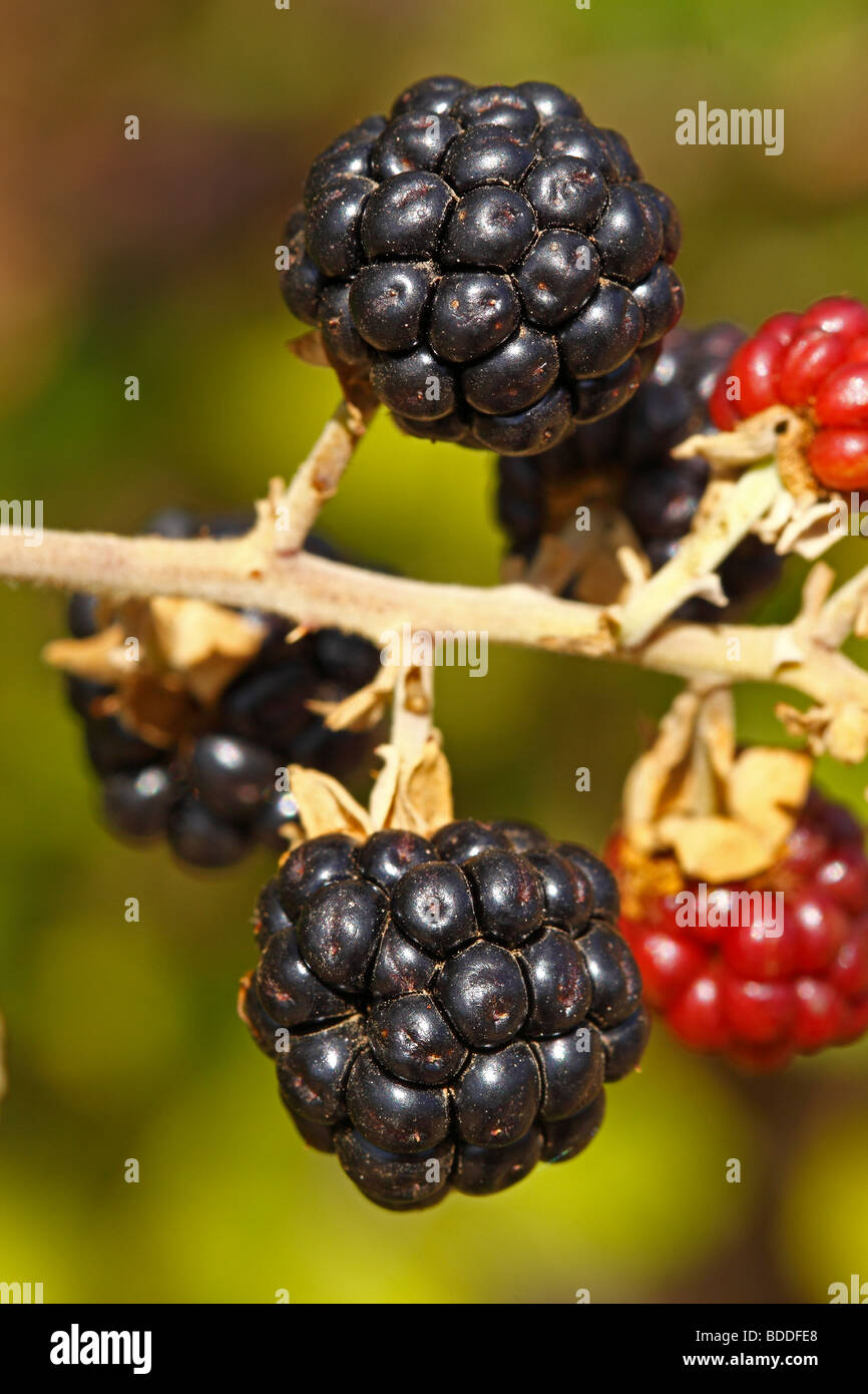 Blackberries, Rubus ulmifolius. Nerpio. Albacete. Spain Stock Photo