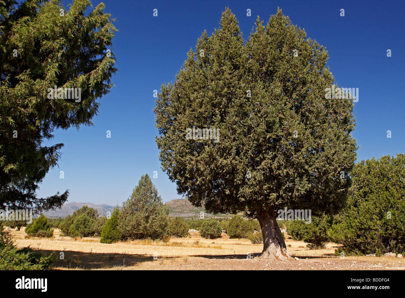 Spanish juniper, Juniperus thurifera. Nerpio, Albacete. Spain Stock Photo