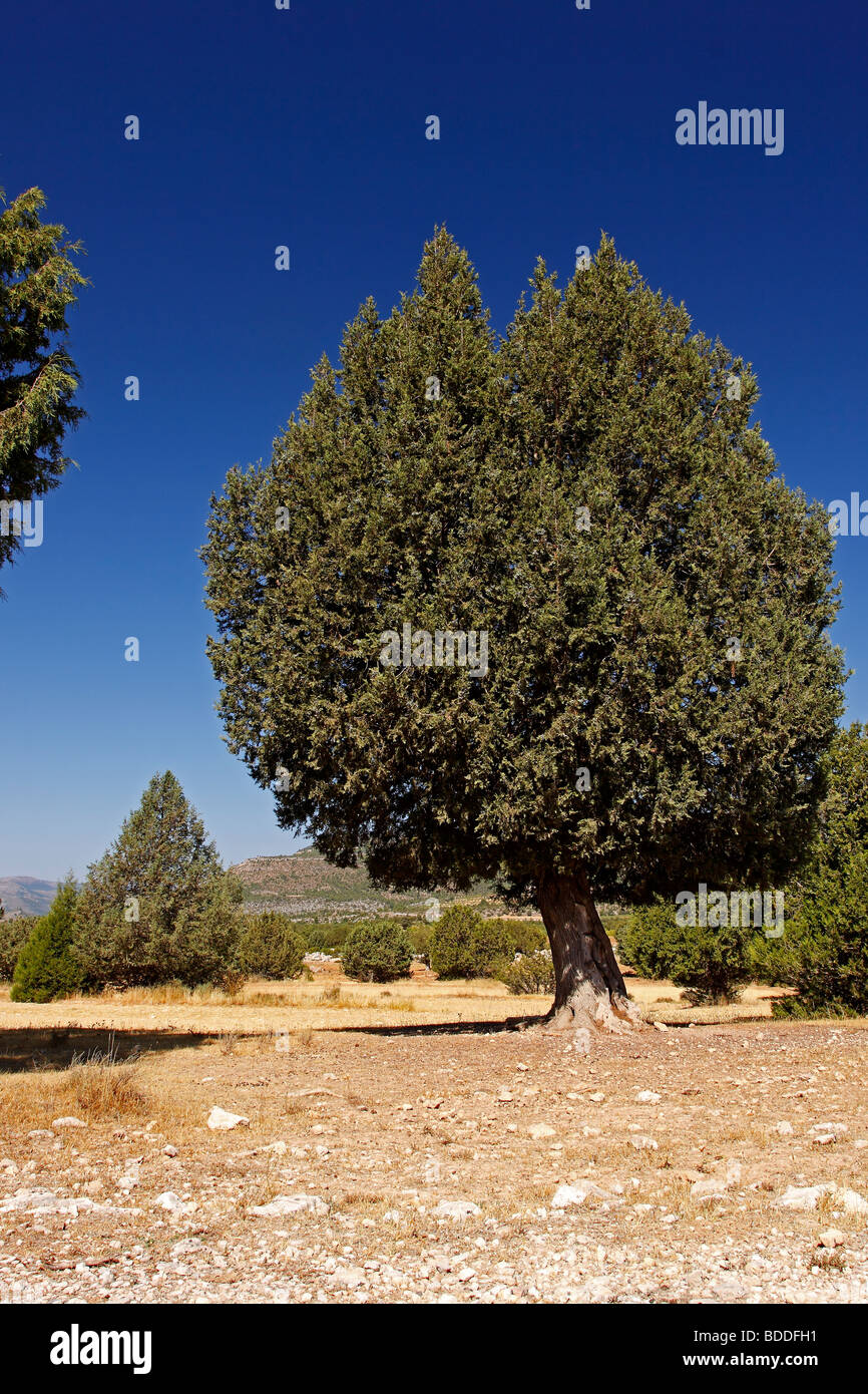 Spanish juniper, Juniperus thurifera. Nerpio, Albacete. Spain Stock Photo
