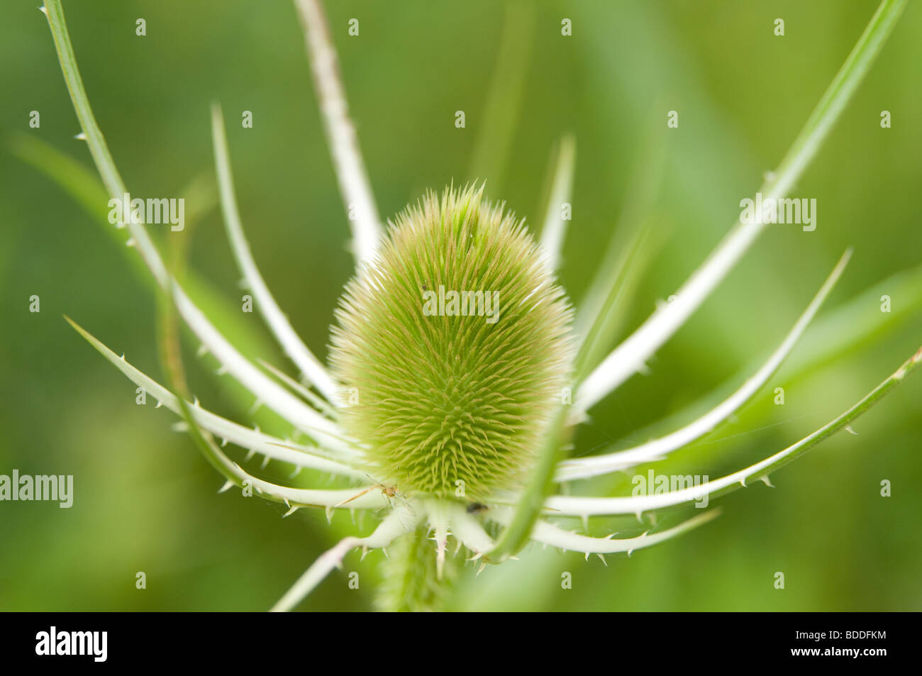 Closeup of a green Teasel Bloom Stock Photo