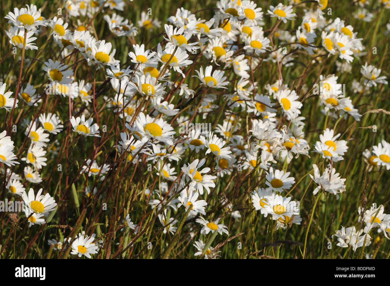 Oxeye daisies (Leucanthemum vulgare) Stock Photo