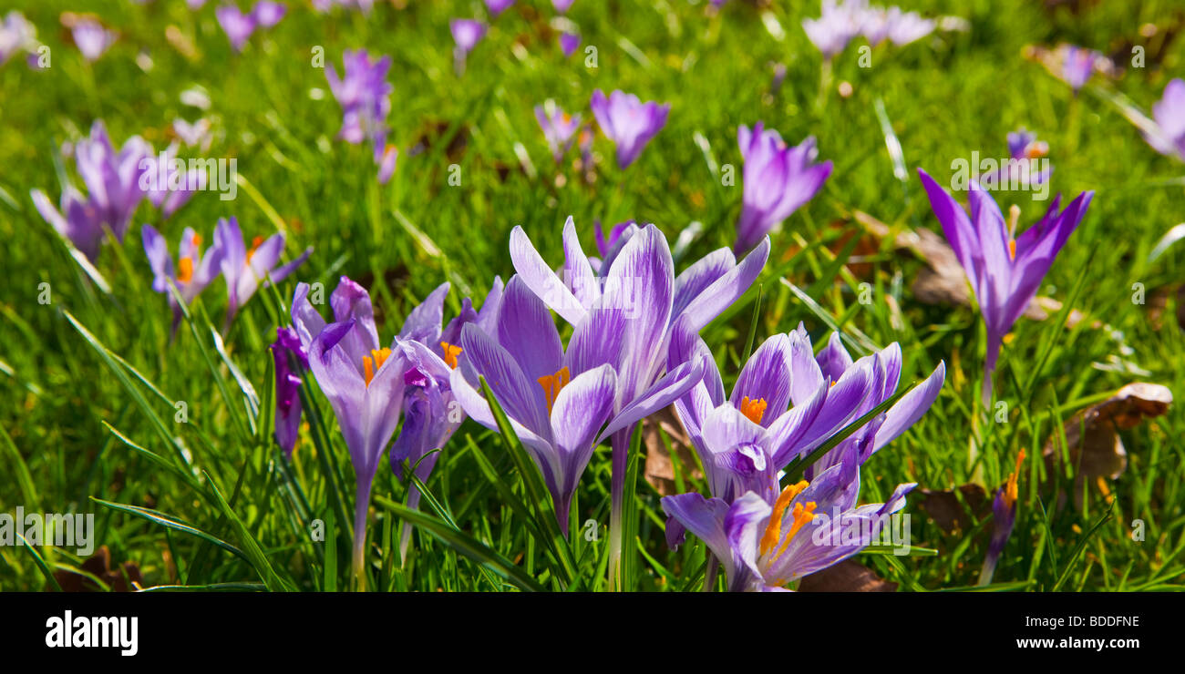 Spring flowers Wiltshire England Stock Photo