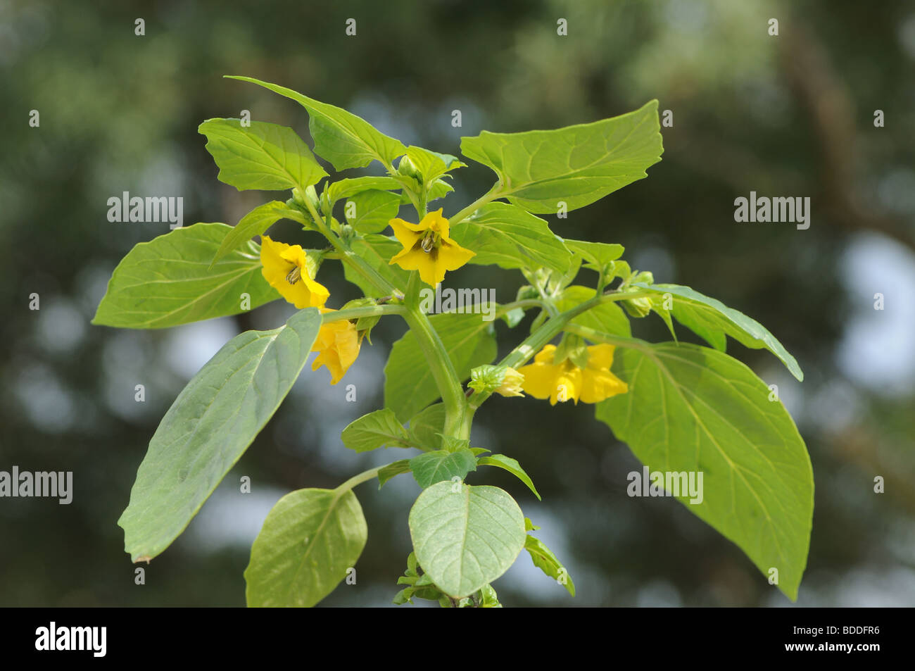 Yellow flowers of tomatillo hires stock photography and images Alamy