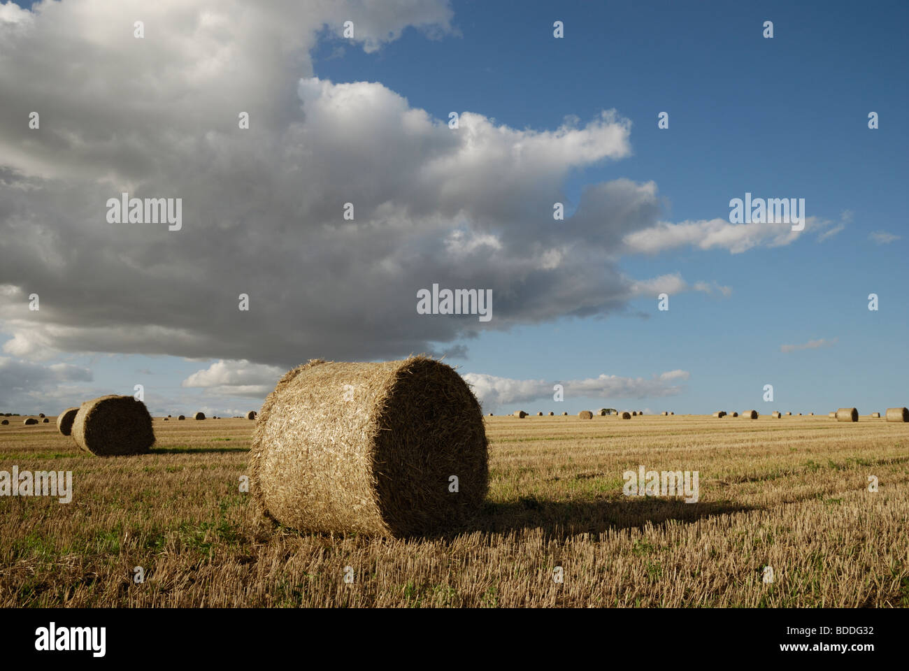 Hay bales on a summer's evening in Sudbrook, Lincolnshire, England. Stock Photo