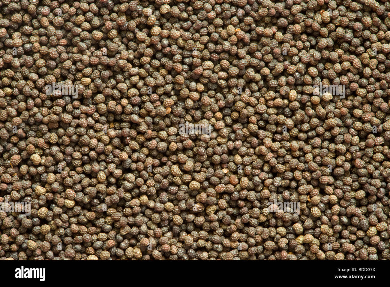 Poppy seeds, close-up. Papaver somniferum. Stock Photo