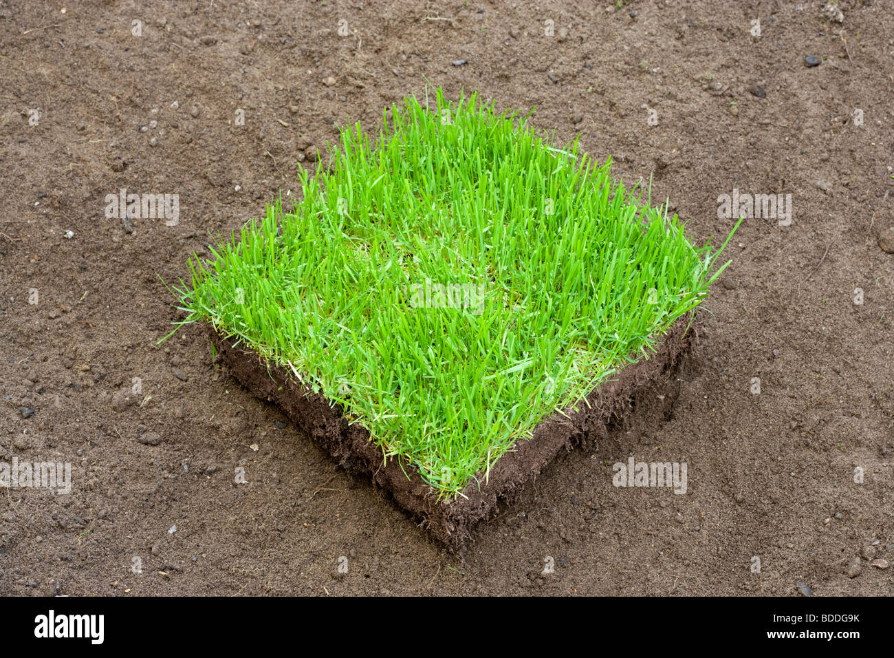 Square of new turf on prepared soil Stock Photo - Alamy