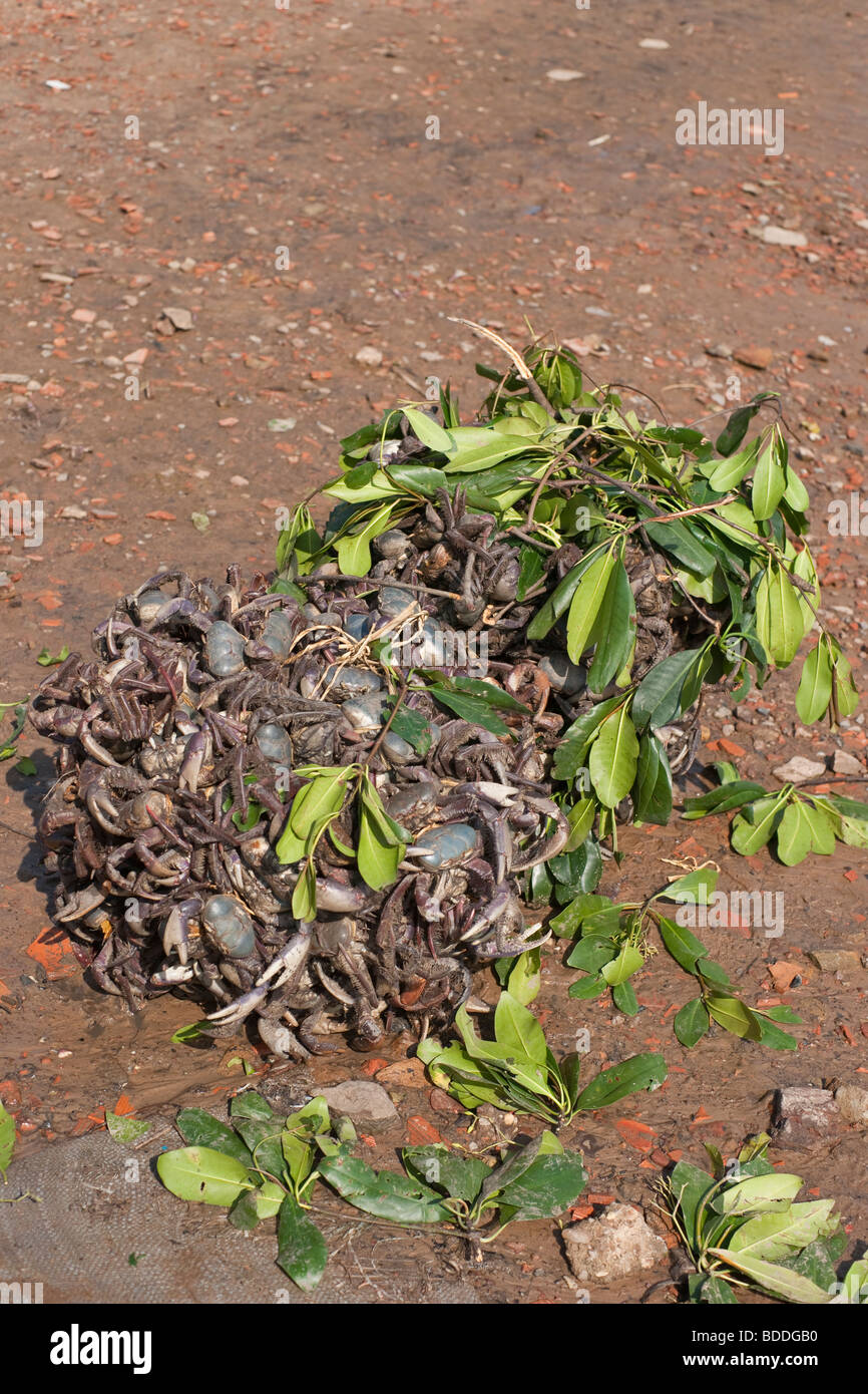 Live crabs attached for transportation in Parnaiba, Brazil Stock Photo