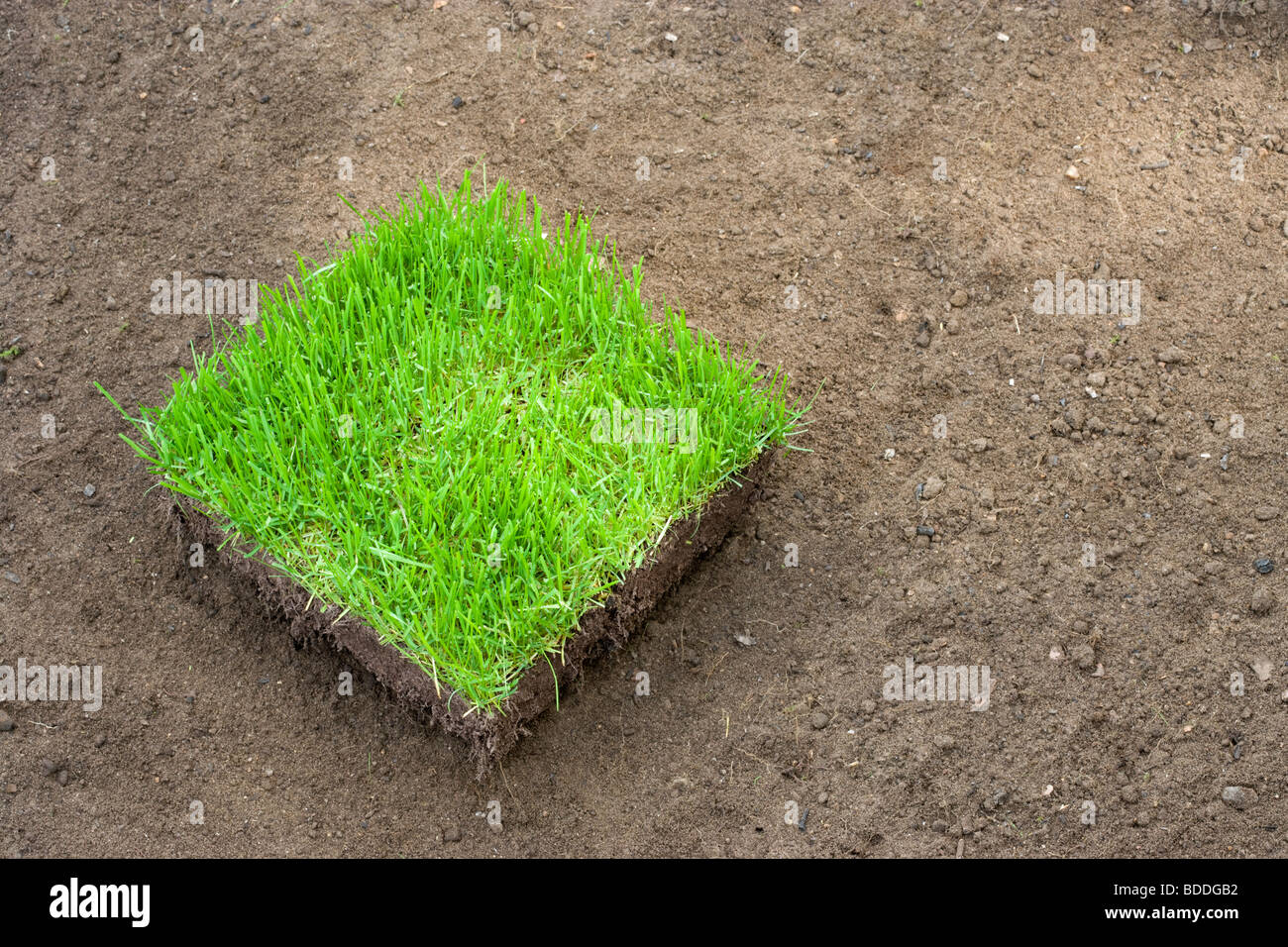 Square of new turf on prepared soil Stock Photo