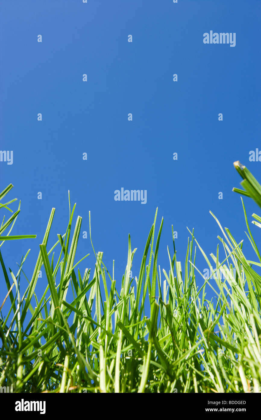 Grass. Lawn viewed from ground level. Stock Photo