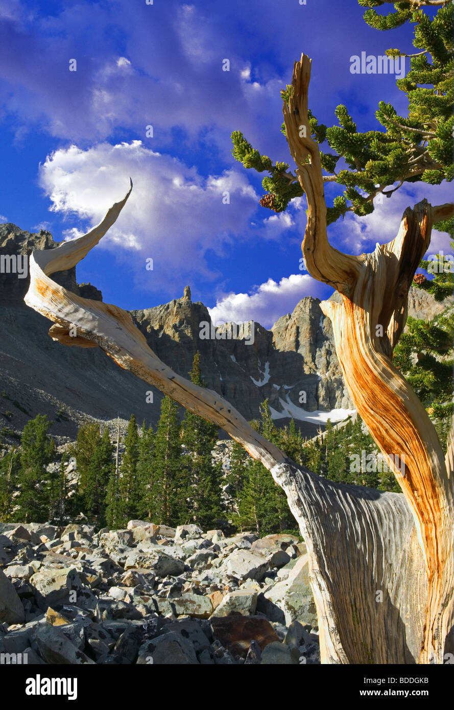 Close up of Bristlecone Pine and Wheeler Peak. Great Basin National Park, Nevada (This images has had a sky added) Stock Photo