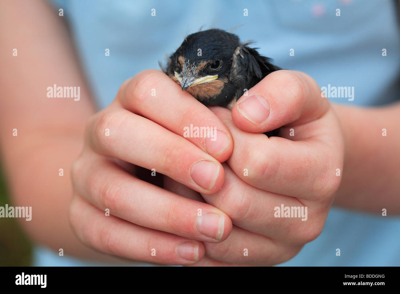 Baby swallow hires stock photography and images Alamy