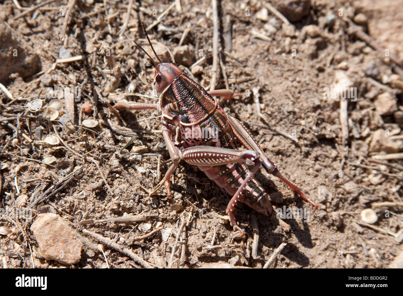 A desert locust found at about 5800 feet in elevation in the high desert plains of Colorado Stock Photo