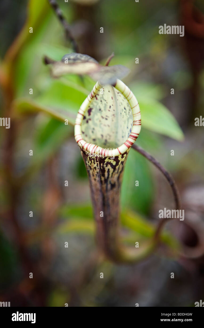 A pitcher plant (carnivorous plant) in the rainforest in Kelabit Highlands (Sarawak, Borneo