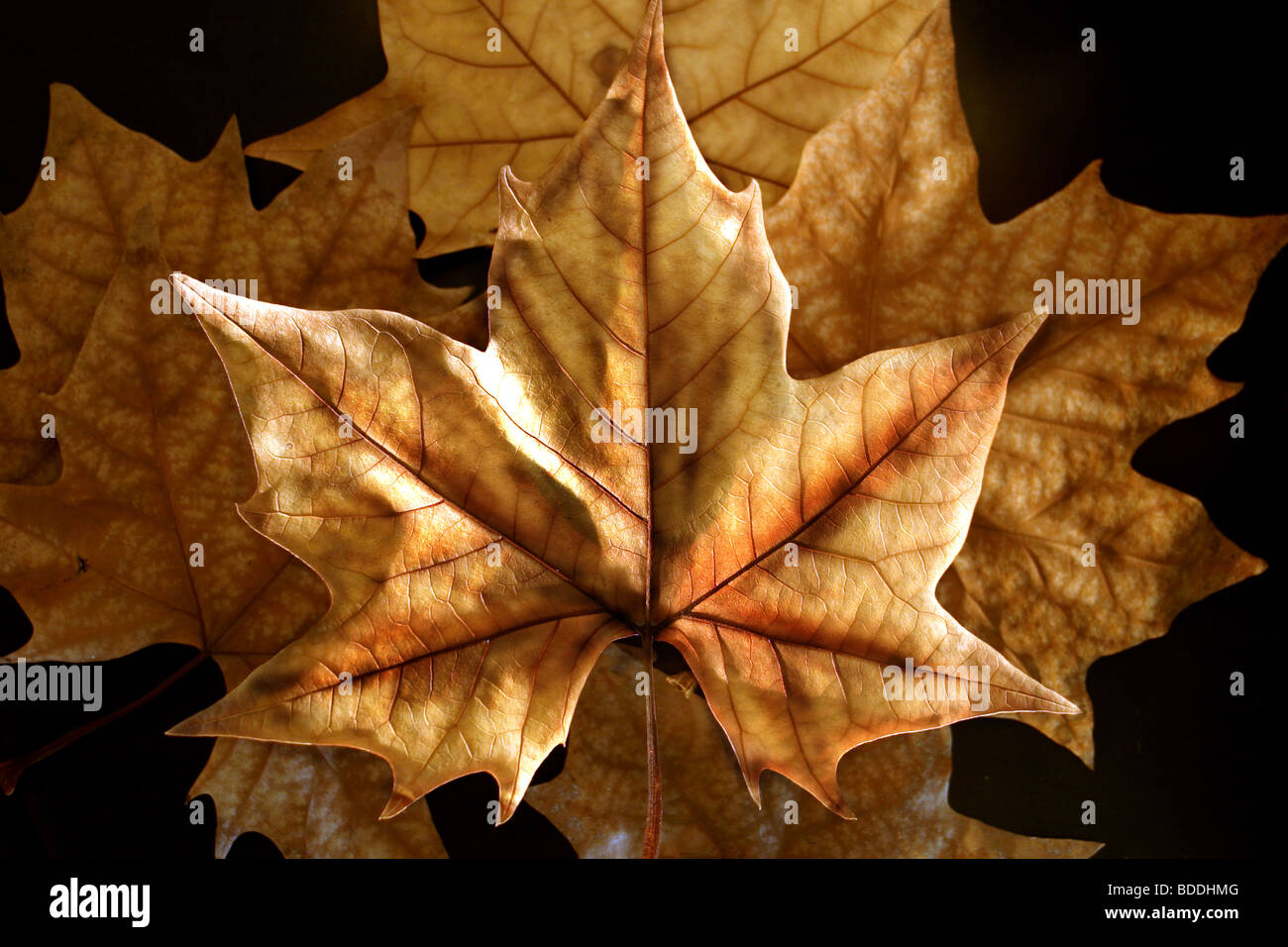 A brown leaf with Autumn colors lies on top of other leaves Stock Photo ...