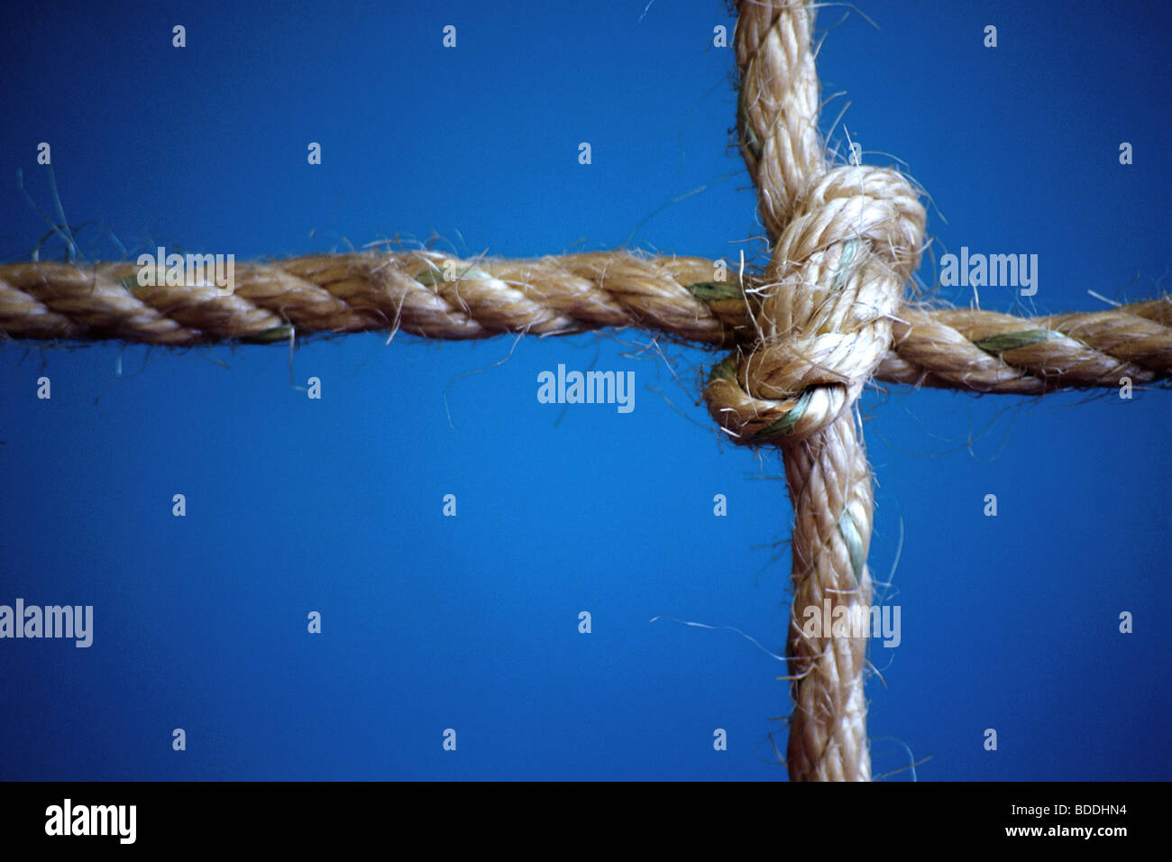 A rope is tied in a knot on a blue background Stock Photo - Alamy