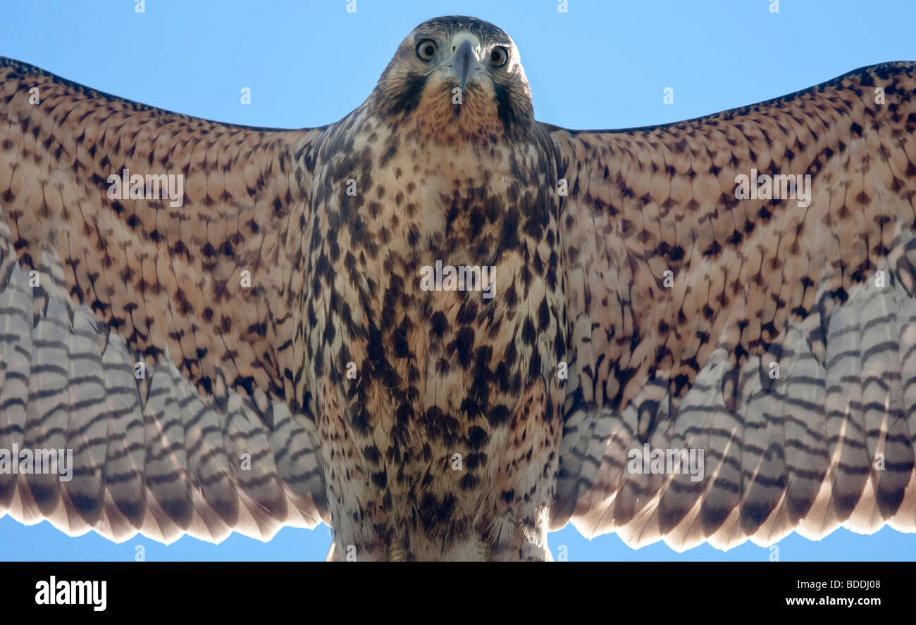 Galapagos Hawk High Resolution Stock Photography and Images - Alamy