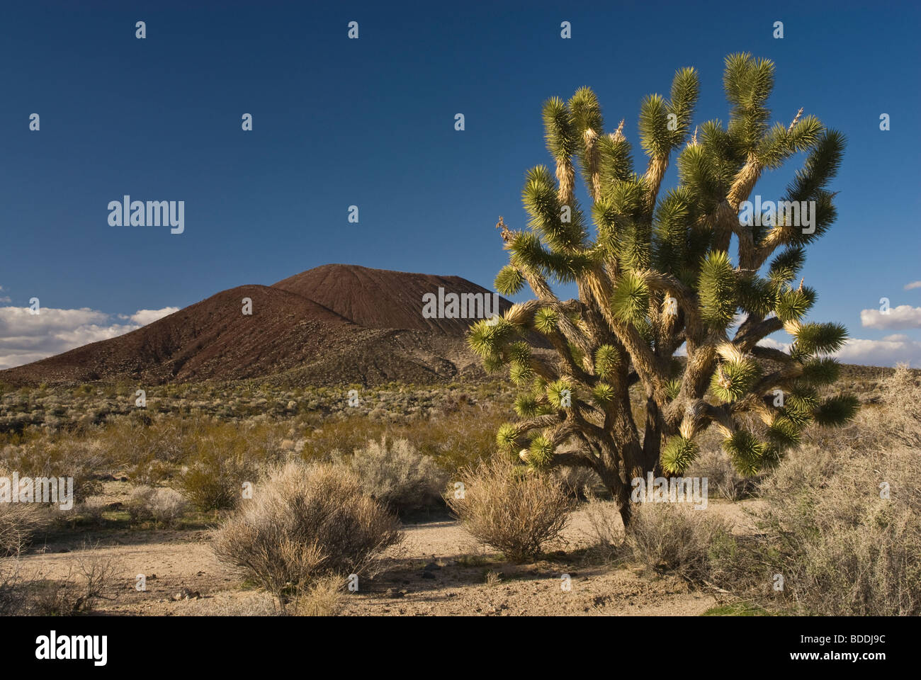 Joshua tree in Cinder Cone Lava Beds area seen from Aikens Mine Road in Mojave National Preserve, California, USA Stock Photo