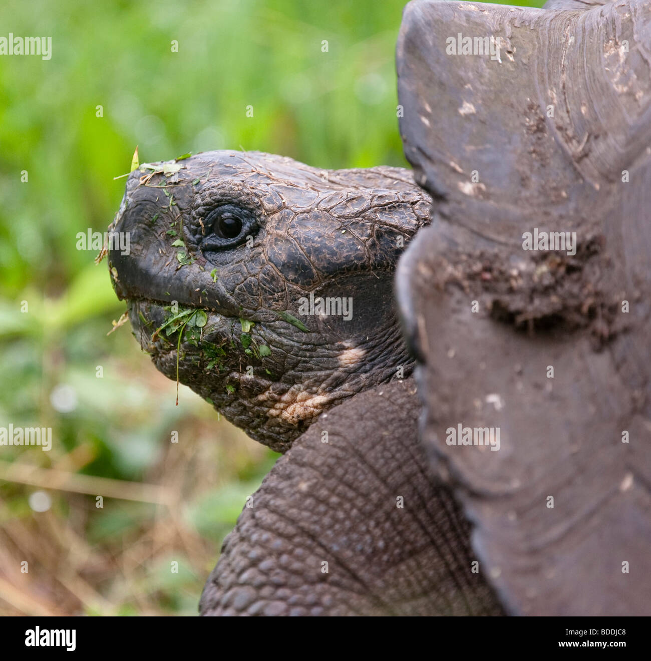 A domed-shell Galápagos Giant Tortoise looks looks, alert, at his surroundings on Santa Cruz Island in the Galapagos, Ecuador. Stock Photo