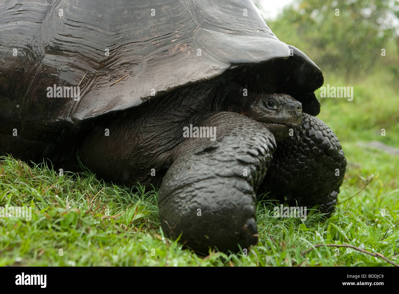 A Galápagos Giant Tortoise retracts his head into his shell for defense in the highlands of Santa Cruz island, Galapagos Ecuador Stock Photo
