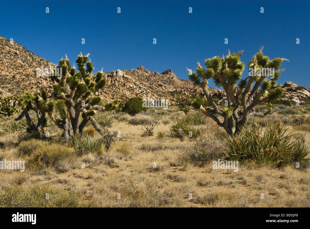 Joshua Trees in New York Mountains at Mojave National Preserve, California, USA Stock Photo